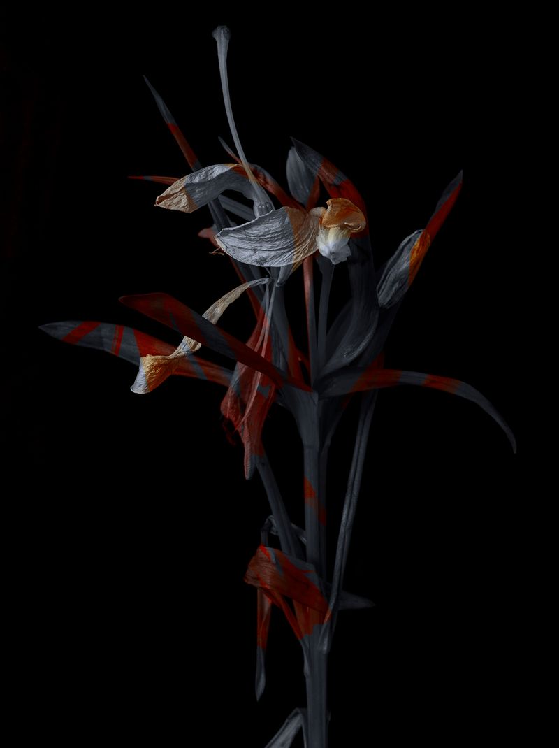 © Tine Poppe - Image from the Precious photography project