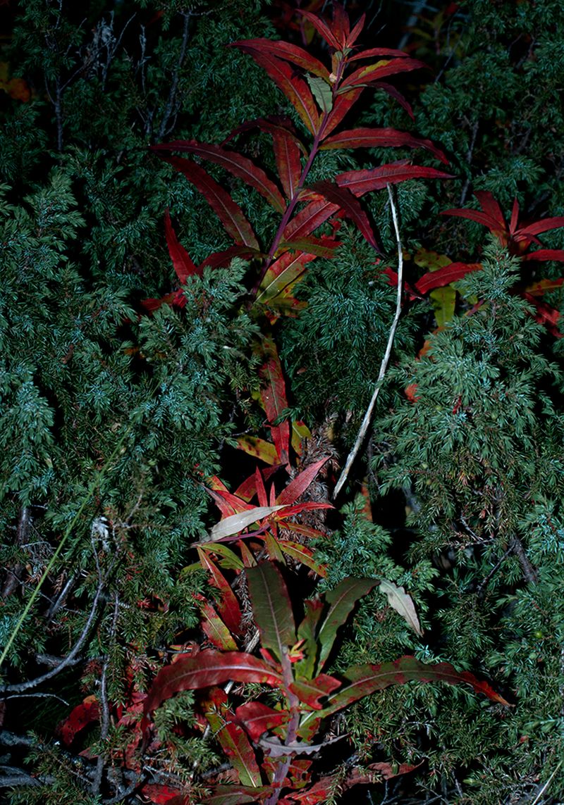 © Marta Szymanowska - Image from the Hydra photography project