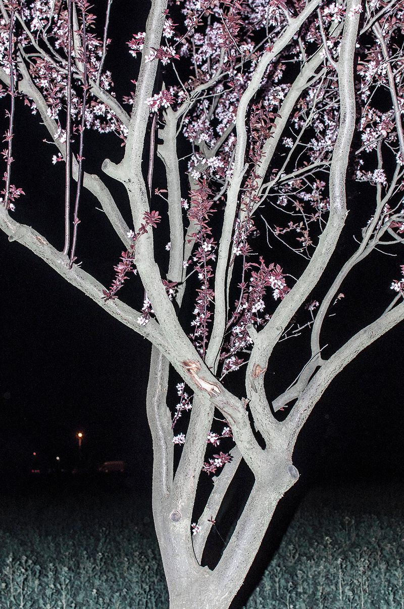 © Marta Szymanowska - Image from the Roses bloom red photography project