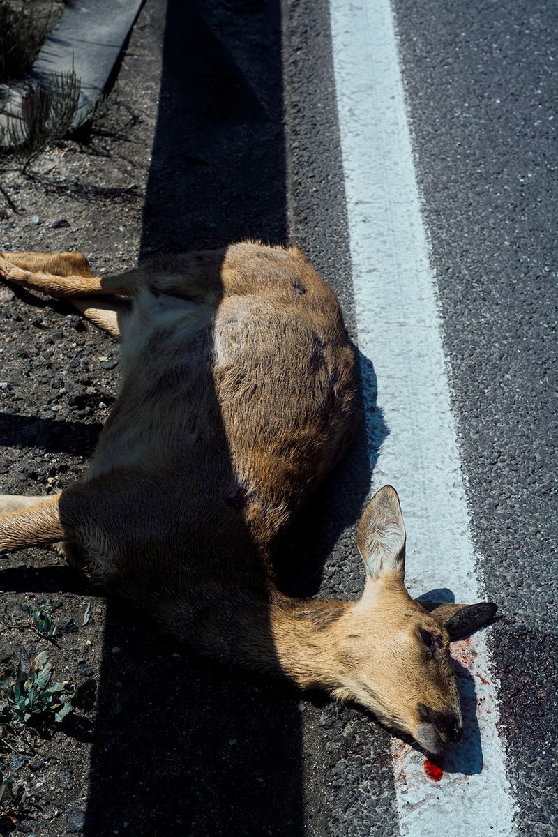© Marta Szymanowska - Image from the Roses bloom red photography project