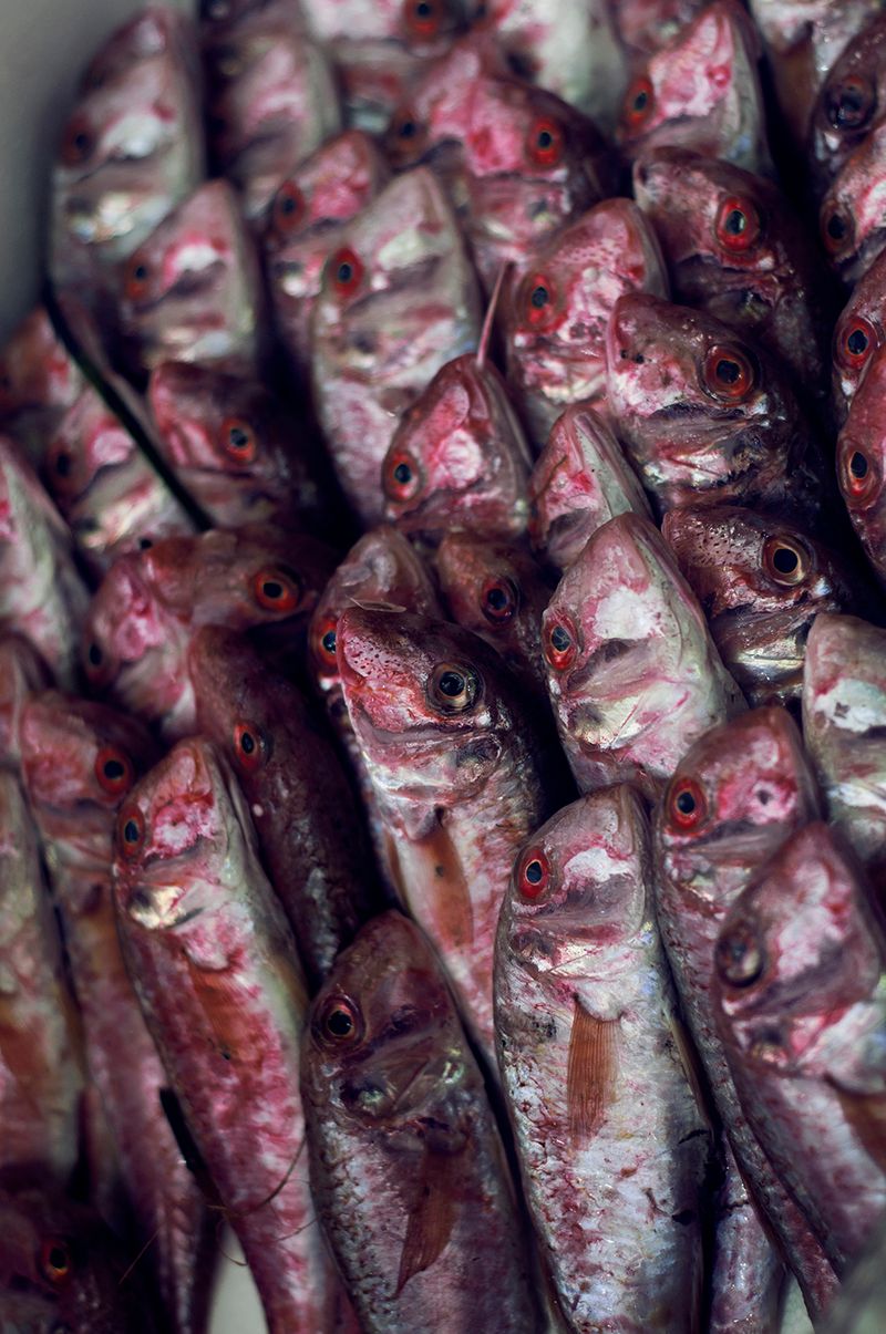 © Marta Szymanowska - Image from the Roses bloom red photography project