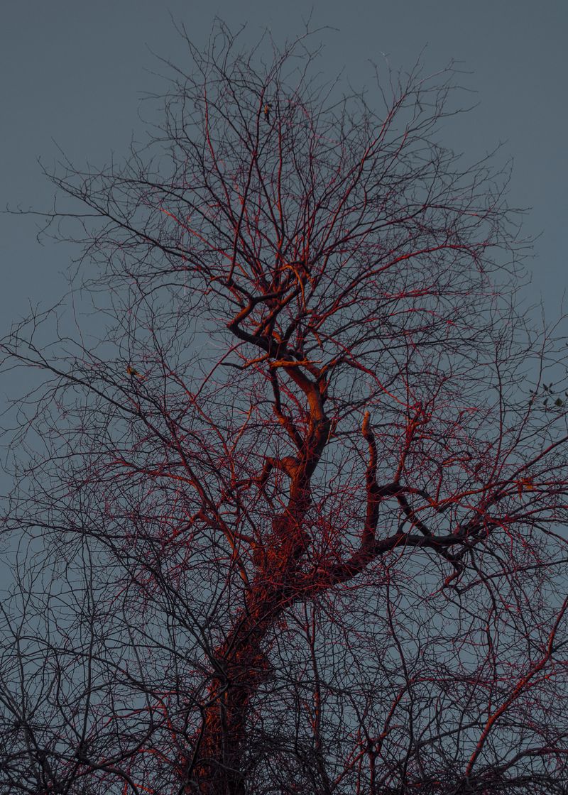 © Marta Szymanowska - Red Tree - Red is the color of yang, while the tree symbolizes yin.