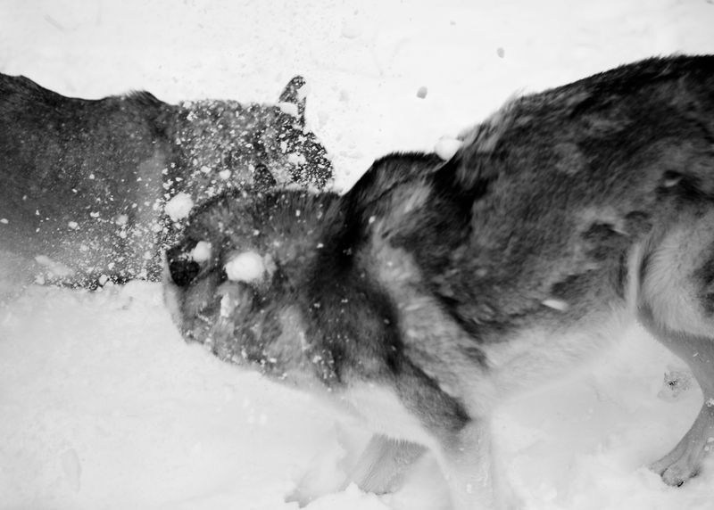 © Alexa Vachon - Image from the Adonis photography project