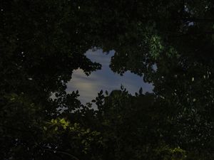The Forest, lookback and glitter