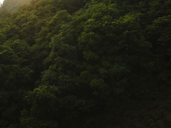 © Arykozhang - Forest#22