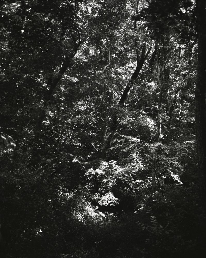 © Arykozhang - Forest#6-1 Black and white photos are another visual experience of distance between me and the forest, which is different.