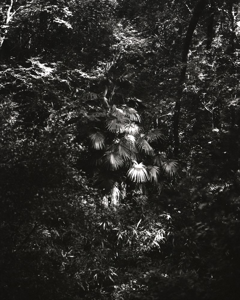 © Arykozhang - Forest#6-2 Black and white photos are another visual experience of distance between me and the forest, which is different.