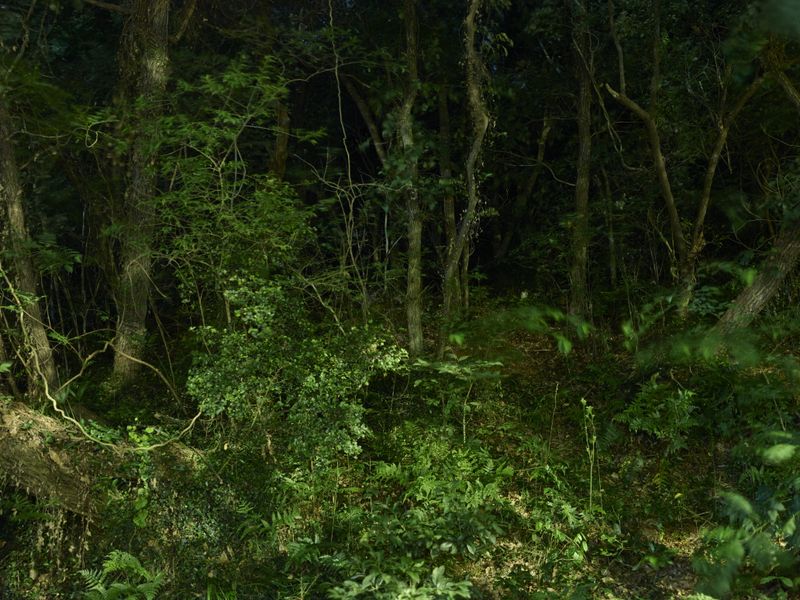 © Arykozhang - Forest#10   Night forest.