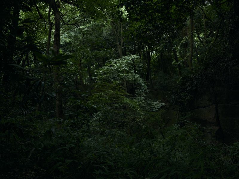 © Arykozhang - Image from the The Forest, lookback and glitter photography project