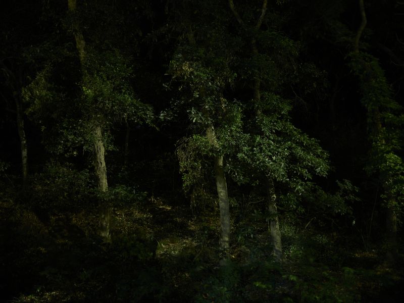 © Arykozhang - Image from the The Forest, lookback and glitter photography project