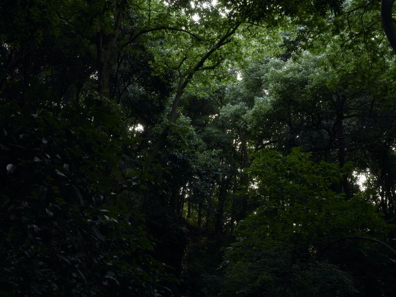 © Arykozhang - forest#2