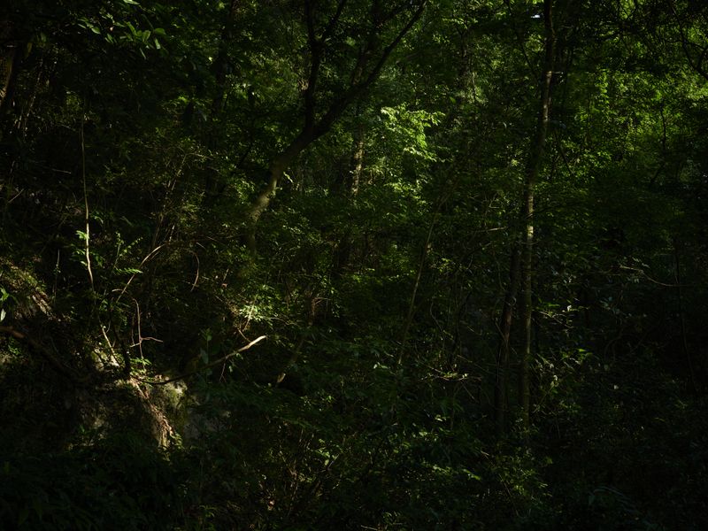 © Arykozhang - Image from the The Forest, lookback and glitter photography project