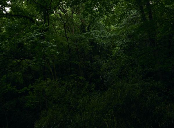 © Arykozhang - Forest#3     At this moment, the forest is like a fresco..