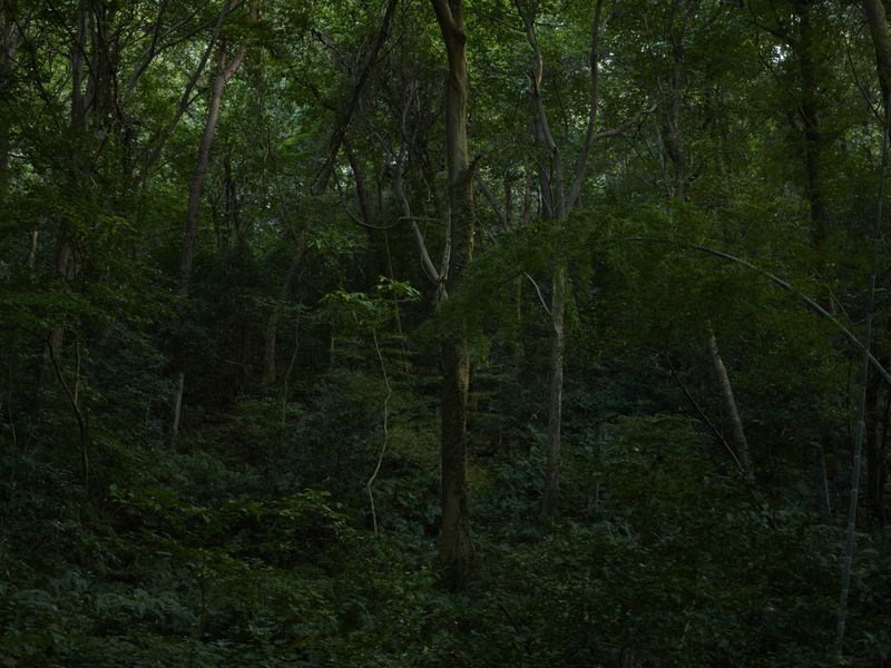 © Arykozhang - Forest#11    When the last light came in at sunset, I tried to present a sense of balance with photography.