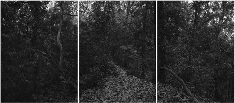 © Arykozhang - Forest#17 The journey to the forest can sometimes feel like falling into its arms.
