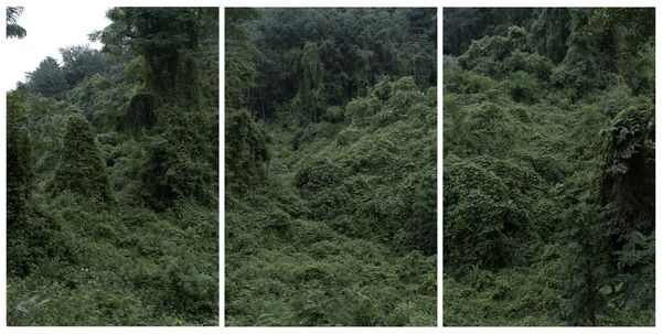 © Arykozhang - forest#5