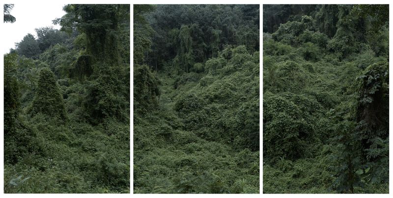 © Arykozhang - forest#5
