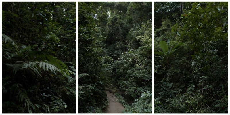 © Arykozhang - Forest#26