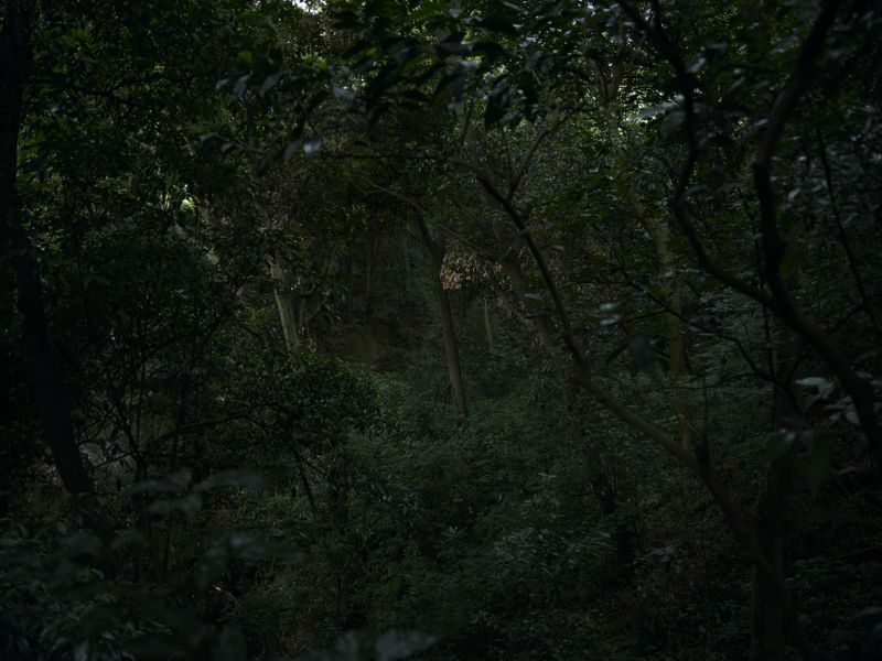 © Arykozhang - forest#8