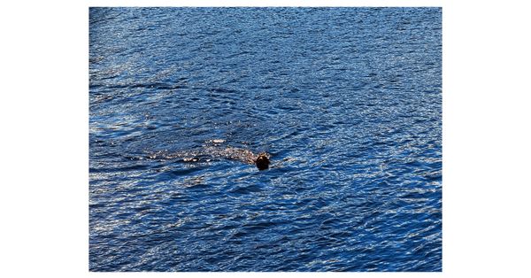 © Asif Shaikh - Crossing Water