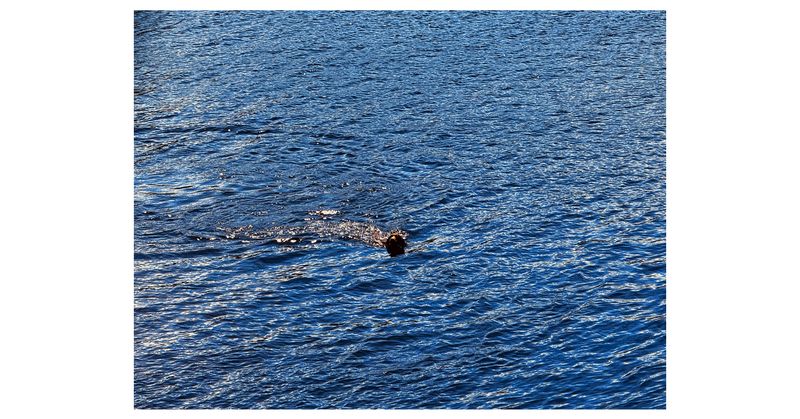 © Asif Shaikh - Crossing Water