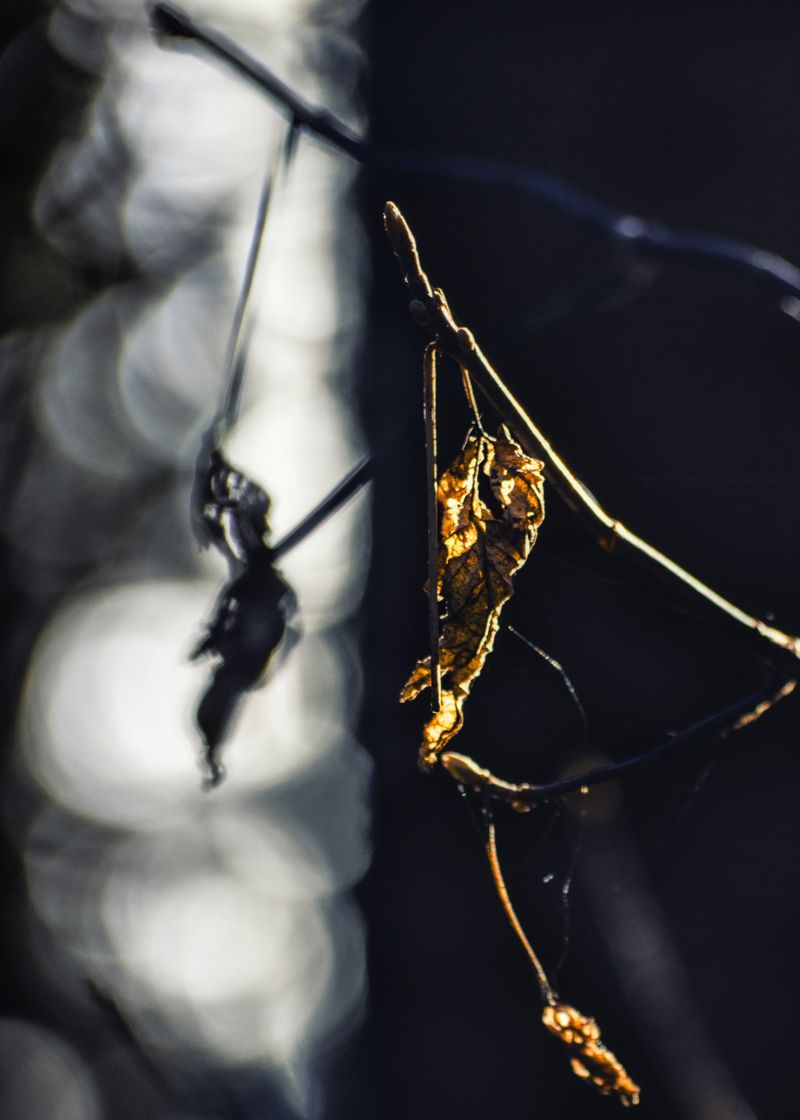 © Vladimir Shtyrikov - Image from the "Fantasies of the forest" photography project