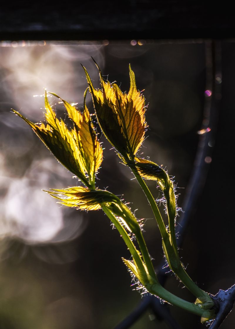 © Vladimir Shtyrikov - Image from the "Fantasies of the forest" photography project