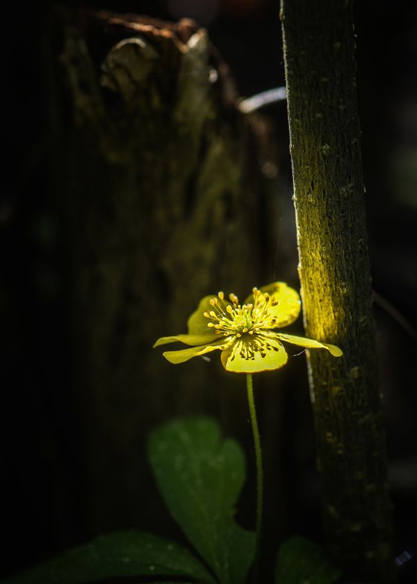 © Vladimir Shtyrikov - Image from the "Fantasies of the forest" photography project
