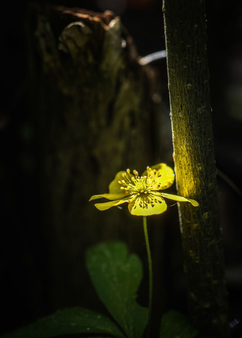 © Vladimir Shtyrikov - Image from the "Fantasies of the forest" photography project