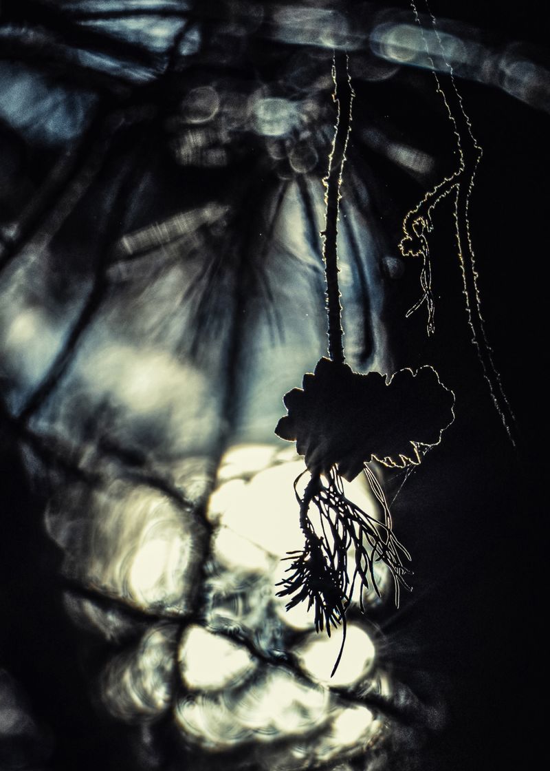© Vladimir Shtyrikov - Image from the "Fantasies of the forest" photography project
