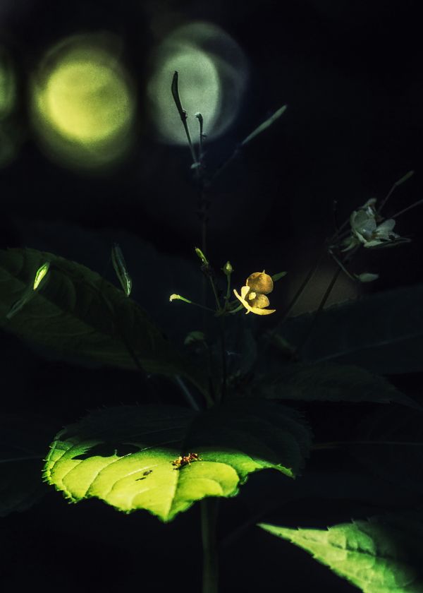 © Vladimir Shtyrikov - Image from the "Fantasies of the forest" photography project