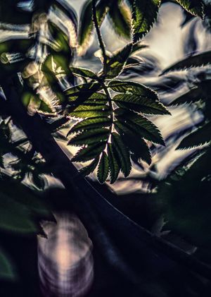 "Fantasies of the forest"