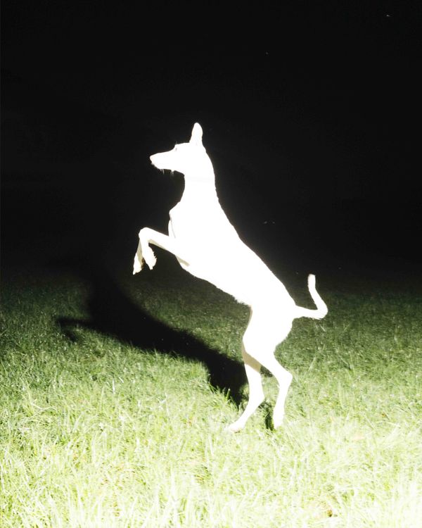 © Liv Burkhard - "Dog", If Not Here, Then Where, 2026