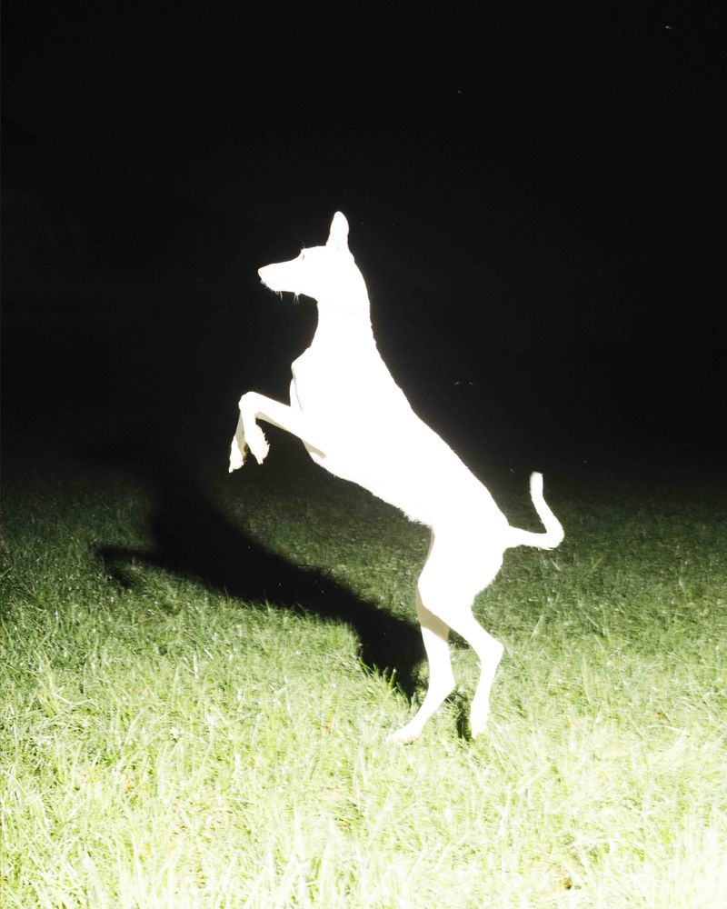 © Liv Burkhard - "Dog", If Not Here, Then Where, 2026