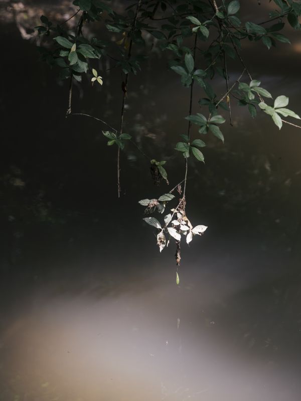 © Liv Burkhard - "Leaf", Rise To The Sun, 2023