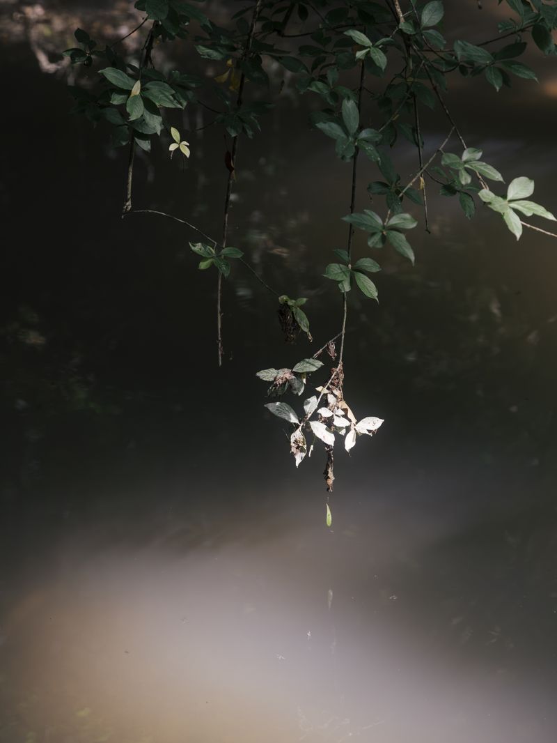 © Liv Burkhard - "Leaf", Rise To The Sun, 2023