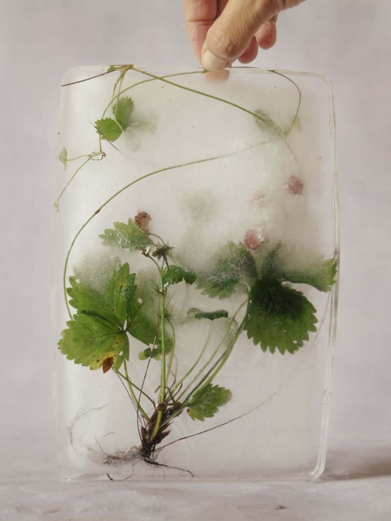© Liv Burkhard - "Ice", Rise To The Sun, 2023
