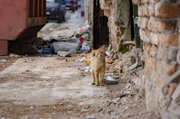 © Misha Wong - Still searching.