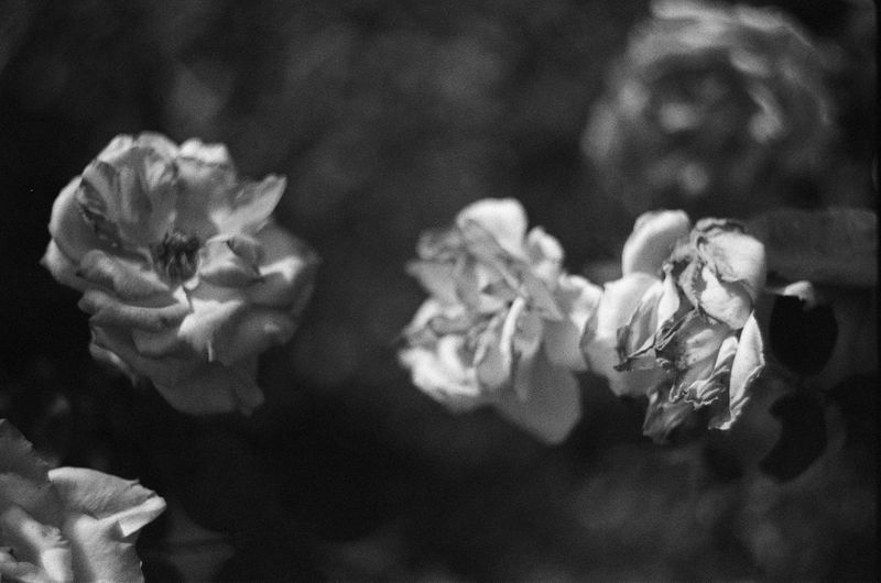 © Paulina Aleksić - Image from the Layers photography project