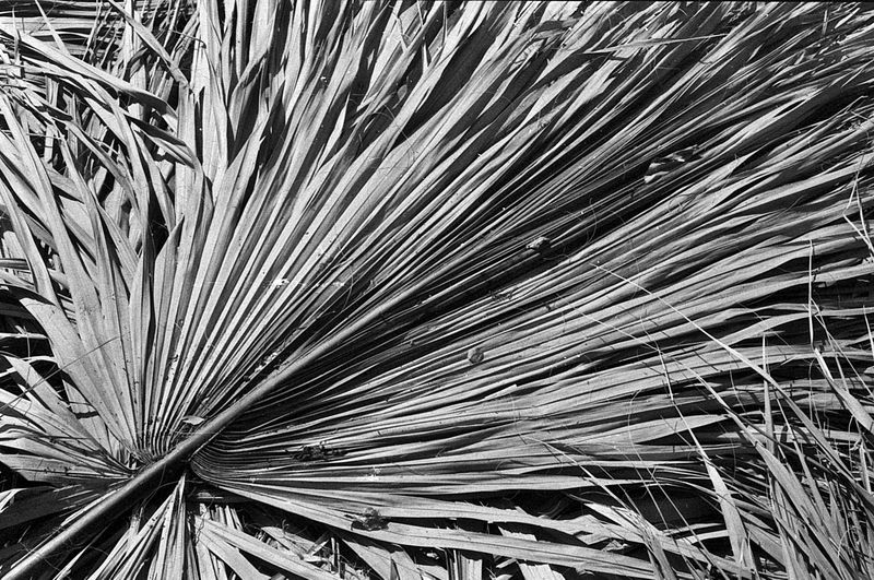 © Violz - Image from the Mexicano photography project