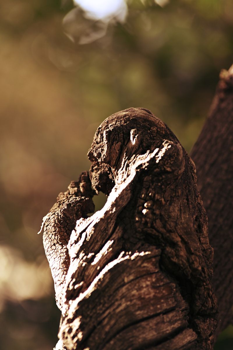 © Miguel M. Barbera - The wooden monkey