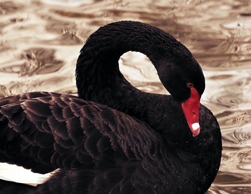 © Miguel M. Barbera - The Elegant Deception
