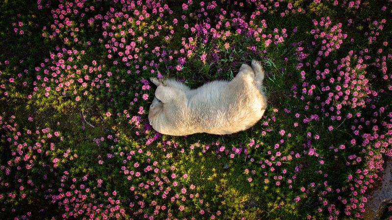 Polar Bear Amid Fireweed Blooms , by  Christopher Paetkau , The Nature Photography Contest 2024 Photography of the Year 2025