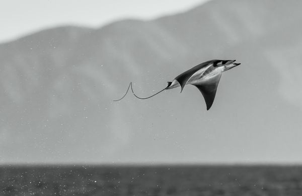 Mobula Rocket, by Angela J Sanchez, The Nature Photography Contest 2025 Photographer of the Year 2025