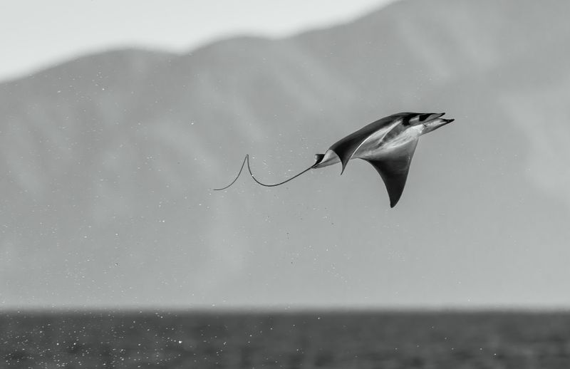 Mobula Rocket, by Angela J Sanchez, The Nature Photography Contest 2025 Photographer of the Year 2025