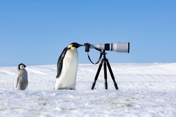 Emperor Spy , by  Thomas Vijayan , The Nature Photography Contest 2024 Photographer of the Year 2025
