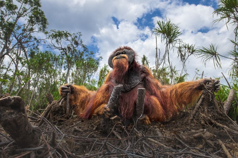 Please spare our home, by Thomas Vijayan, The Nature Photography Contest 2025 Photography of the Year 2025