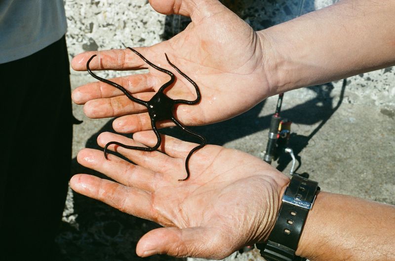 © Celeste Jacobs - A starfish is released, 2026