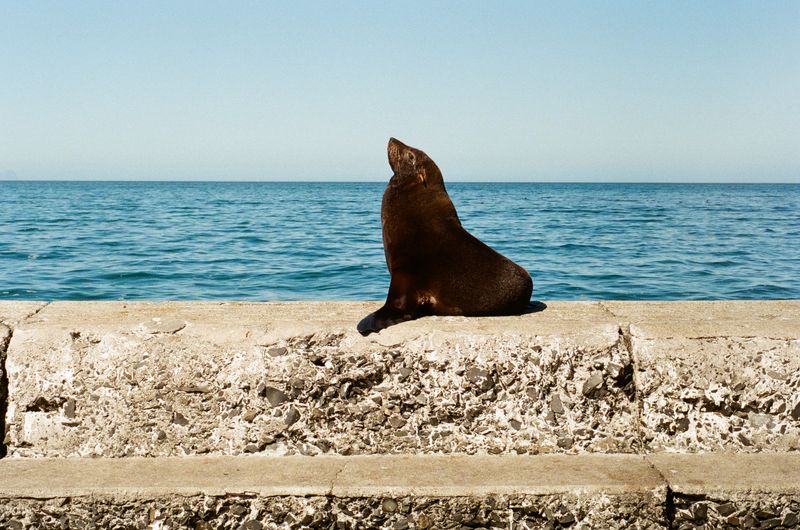 © Celeste Jacobs - A seal soaks up the sun on the harbour wall, 2026