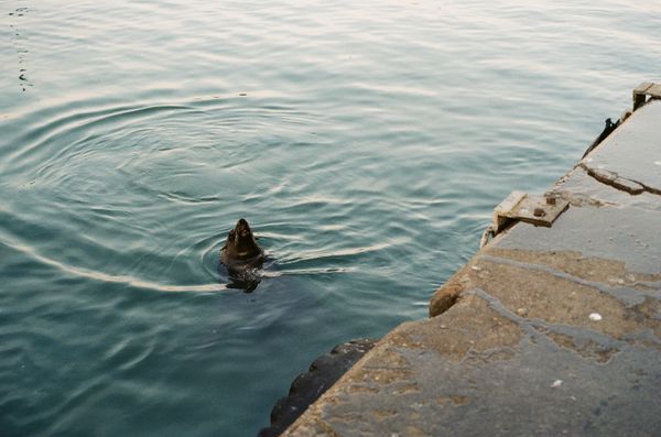 © Celeste Jacobs - A seal waits patiently for fishing offcuts, 2026
